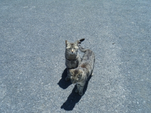 Katzen
